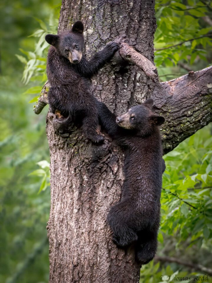 Black Bear cubs - Nikon D500, 70-200mm f/2.8 @ 200mm, ISO 3200 1/400s f/3.5