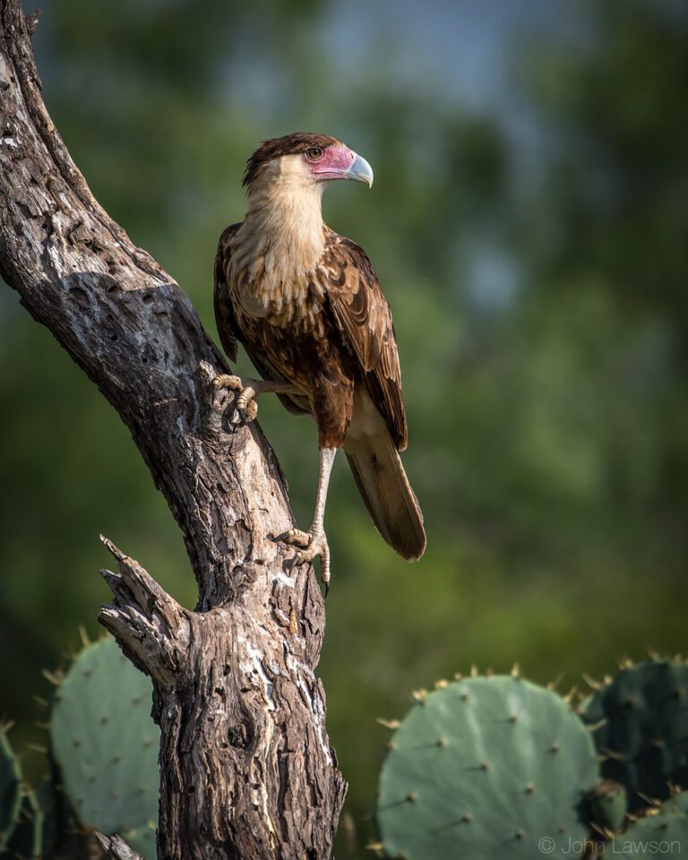 Crested Caracara - Nikon D500, 200-500mm f/5.6 @ 360mm, ISO 250 1/2000s f/5.6
