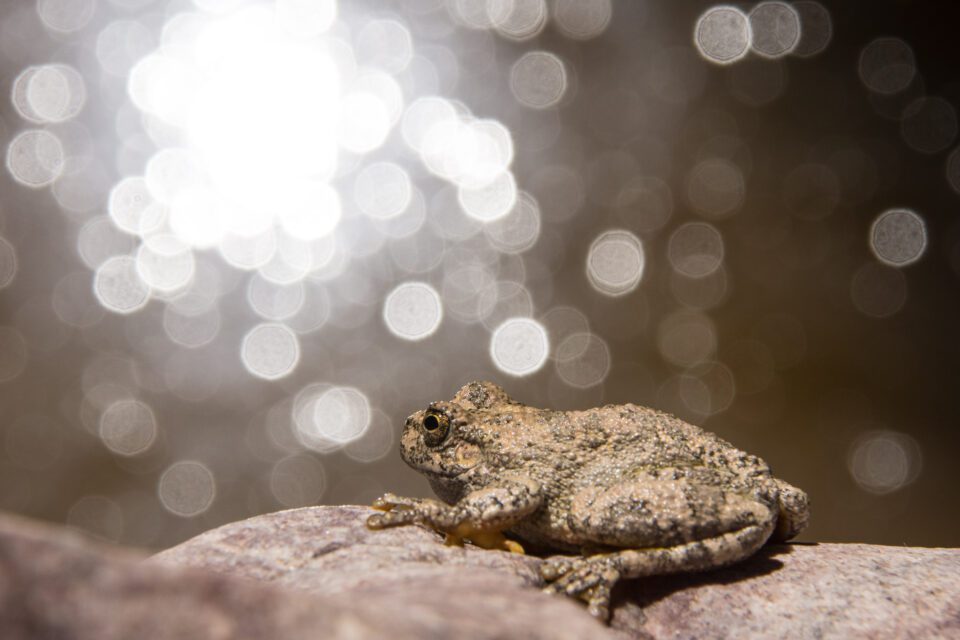 Verm-Canyon-Tree-Frog-D7200-0781-2